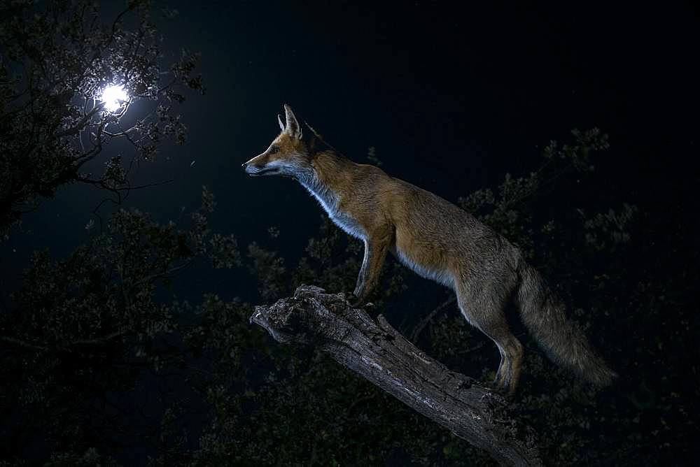 Red fox (Vulpes vulpes) under the moon, Spain