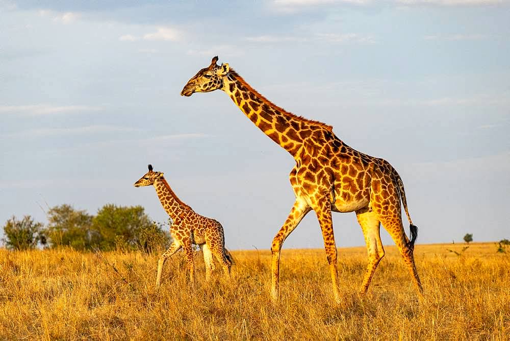 Masai Giraffe (Giraffa tippelskirchi), female and young, Masai-Mara National Reserve, Kenya