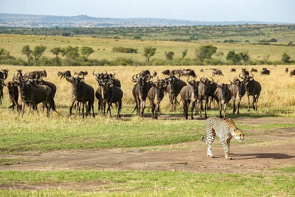 Cheetah (Acinonyx jubatus), observed by wildebeest, Masai-Mara National Reserve, Kenya