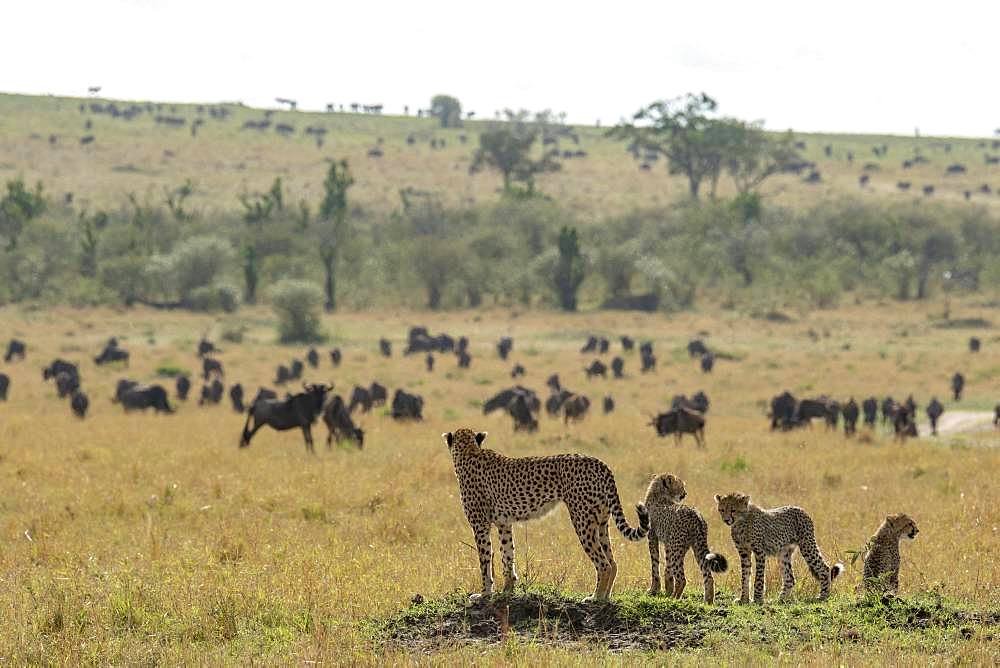 Cheetah (Acinonyx jubatus), female and young looking at wildebeest in the plain, Masai-Mara National Reserve, Kenya