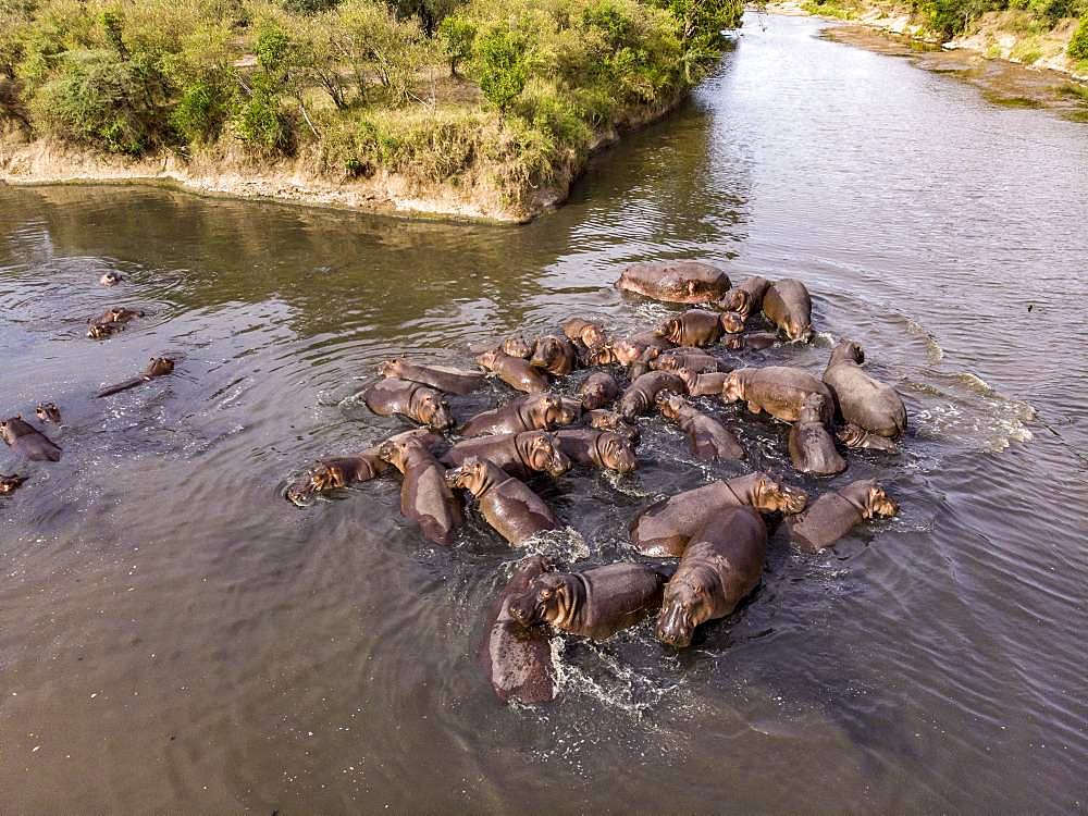 Hippopotamus (Hippopotamus amphibius), Troop in Mara River seen from drone, Masai-Mara Reserve, Kenya