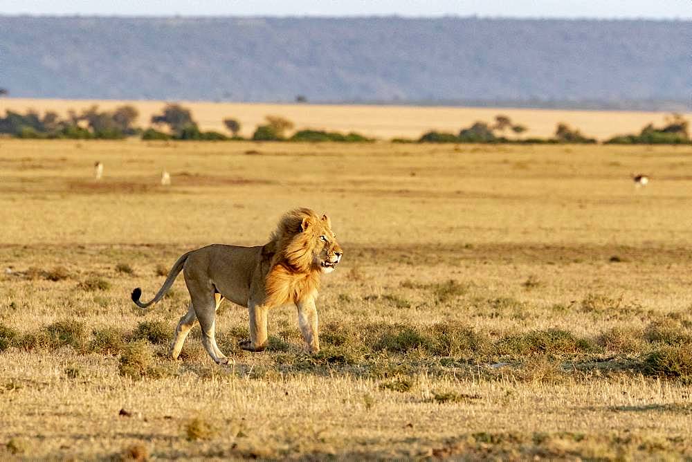 Lion (Panthera leo), male in the plains, Masai-Mara Reserve, Kenya