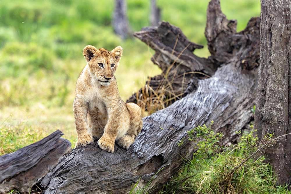 Lion (Panthera leo), lion cub on a dead tree, Masai-Mara Reserve, Kenya