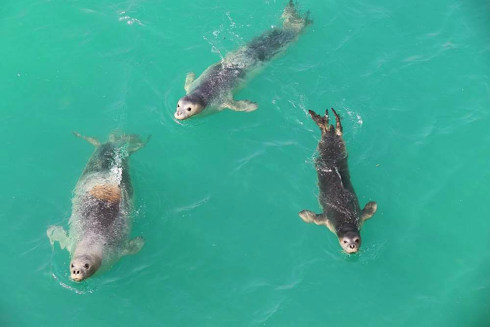 Monk Seal (Monachus monachus) group swimming, Noadibou, Mauritania