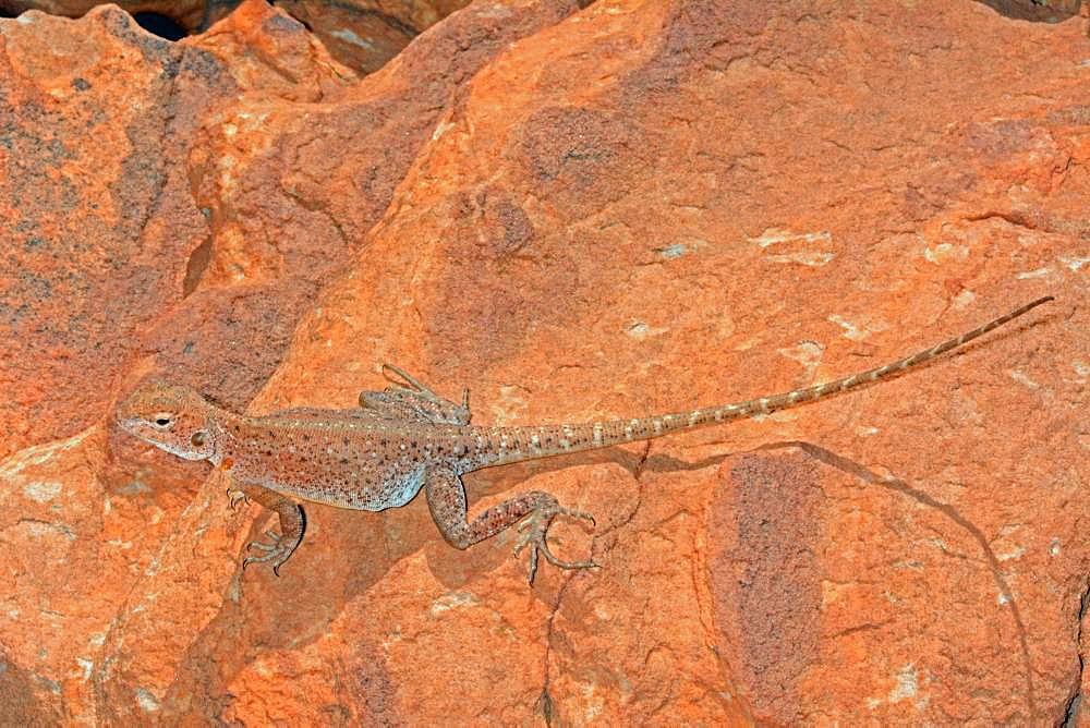 Central netted dragon (Ctenophorus nuchalis), King Canyons, NT, Australia