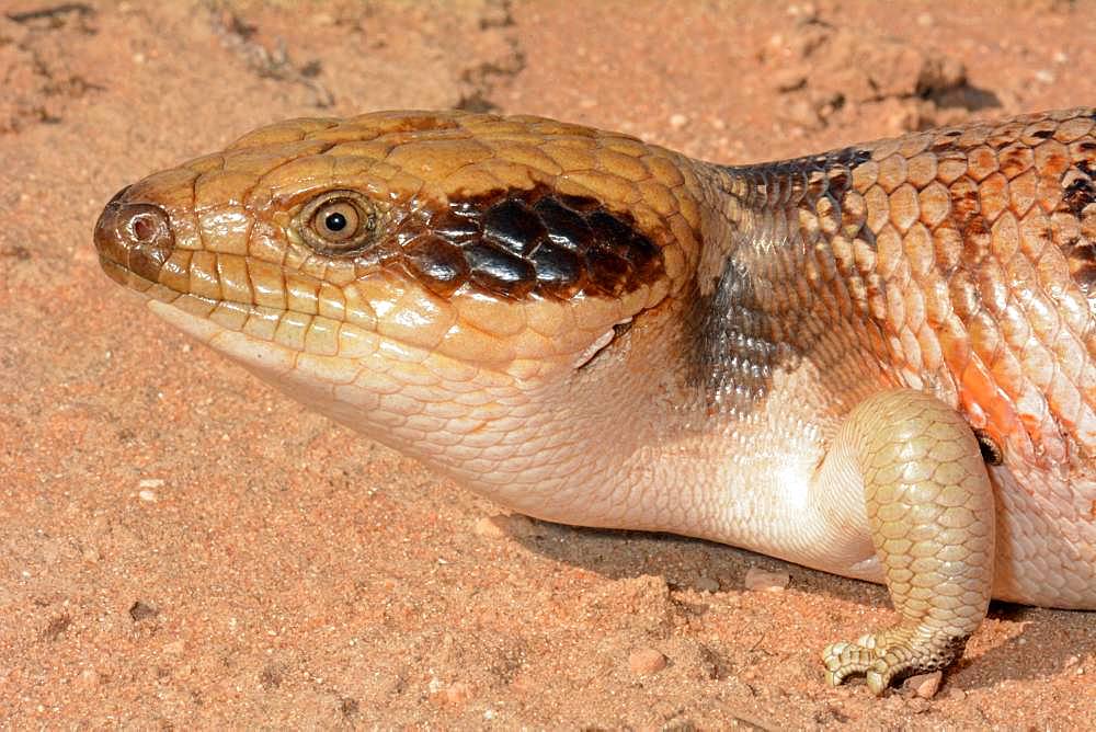 Western Blue-tongued Lizard (Tiliqua occipitalis), Kalbarri National Park, WA, Australia