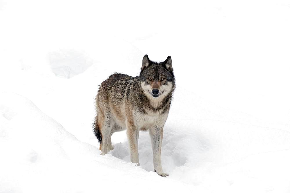 Grey Wolf (Canis lupus) in the snow