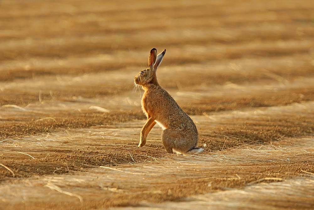 European hare (Lepus europaeus) on freshly mown flax, Normandy, France