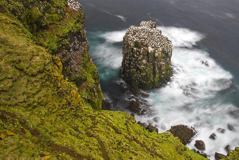 Northern Gannet (Morus bassanus), colony on Stóri Karl islet, Iceland