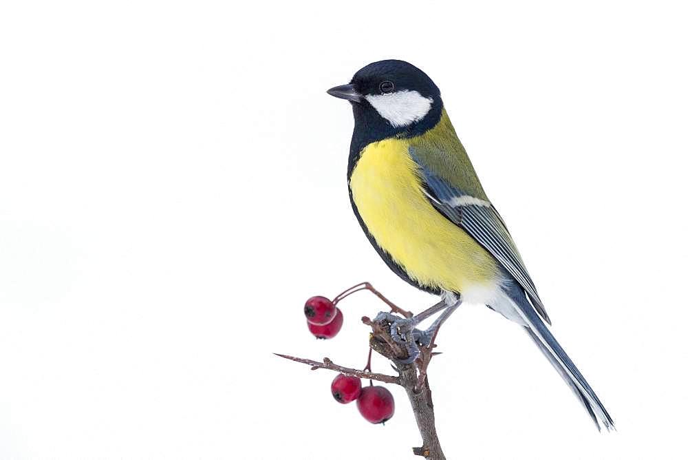 Great Tit (Parus major), adult perched on hawthorn branch with berries, Campania, Italy