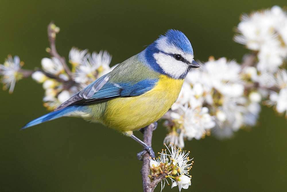 Blue Tit (Cyanistes caeruleus), adult perched on a Blackthorn branch with flowers, Campania, Italy