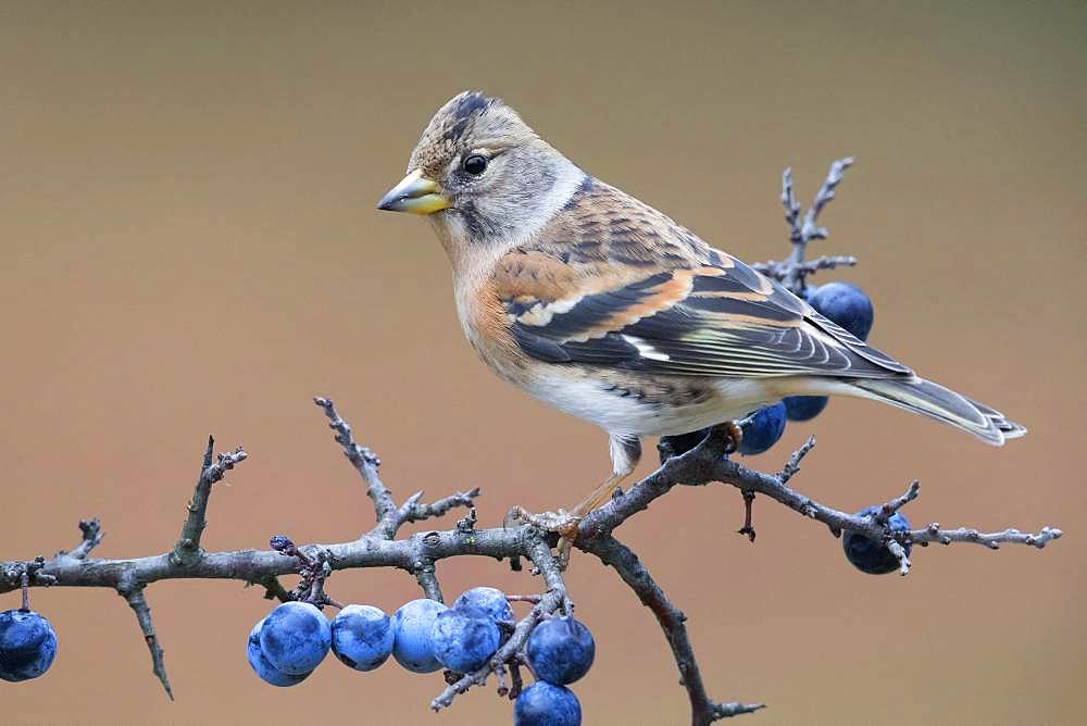 Brambling (Fringilla montifringilla), adult perched on a Bluethorn branch, Campania, Italy