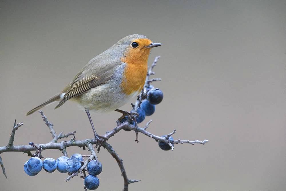 European Robin (Erithacus rubecula), adult standing on a Blackthorn branch, Campania, Italy