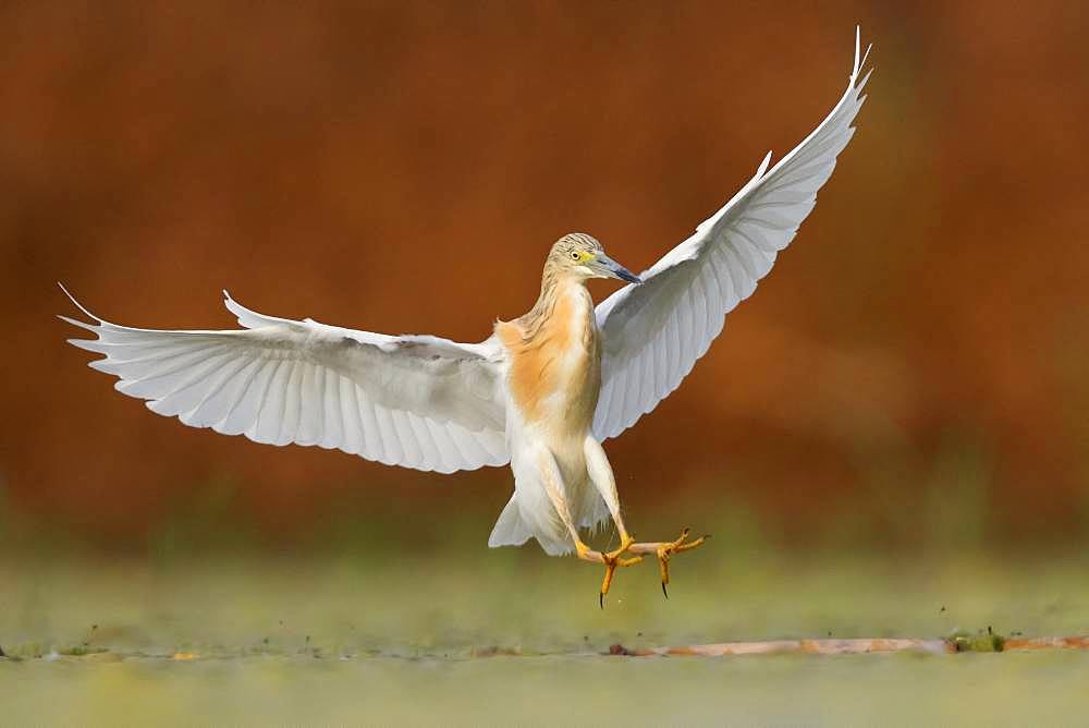 Squacco Heron (Ardeola ralloides), adult landing, Campania, Italy