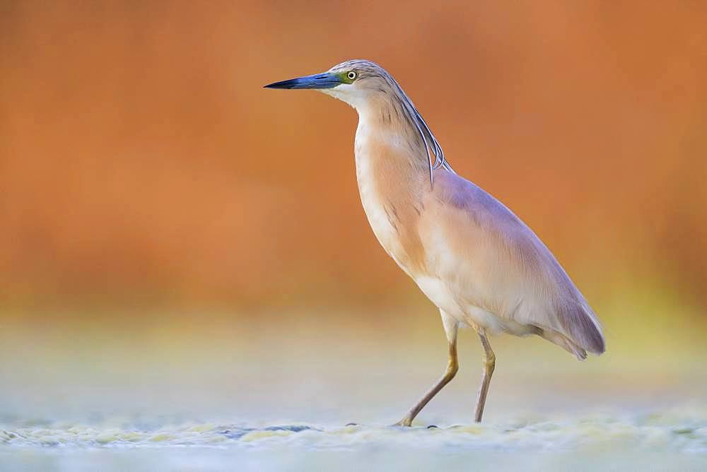 Squacco Heron (Ardeola ralloides), adult standing in a swamp at sunset, Campania, Italy