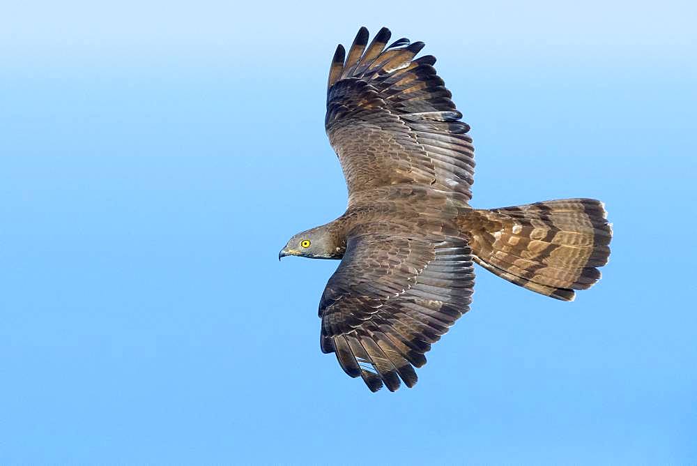 European Honey Buzzard (Pernis apivorus), adult male in flight, Campania, Italy