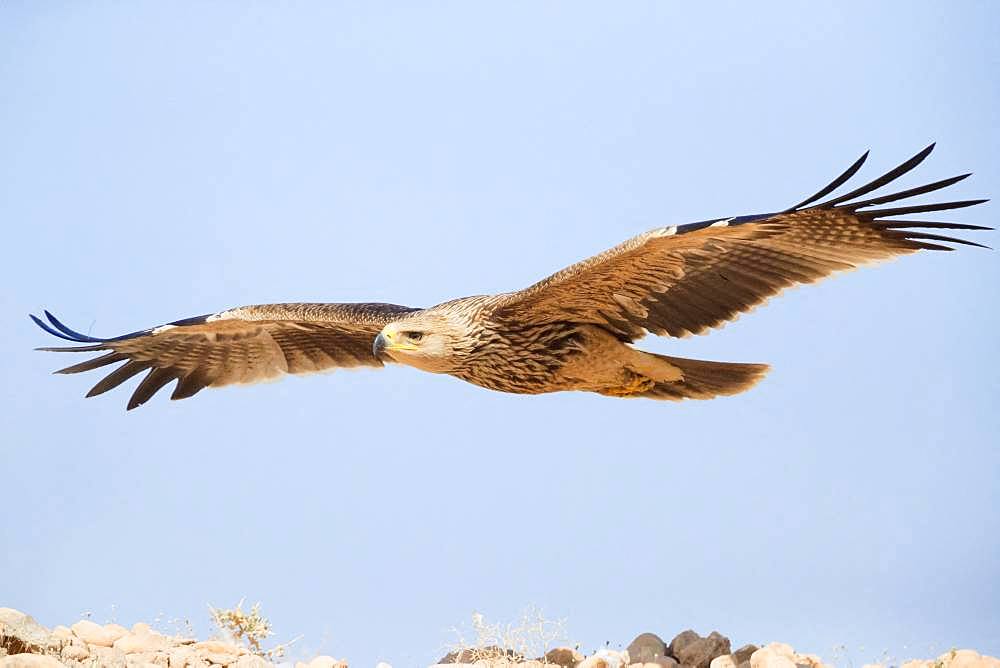 Eastern Imperial Eagle (Aquila heliaca), juvenile in flight, Dhofar, Oman