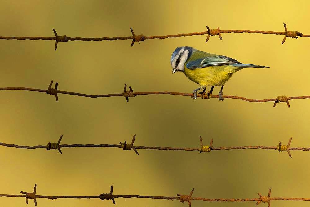 Blue tit (Cyanistes caeruleus) perched on a barbed wire, England