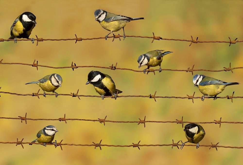 Blue tit (Cyanistes caeruleus) and Great tit (Parus major) perched on a barbed wire, England