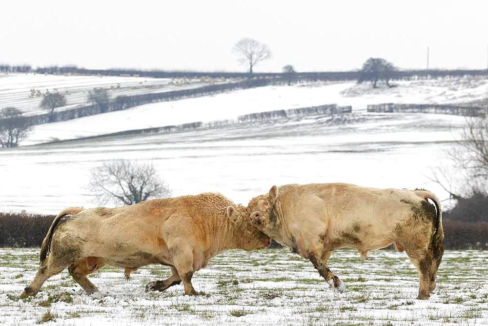 Cattle (Bos taurus) bull fighting in a snow covered meadow, England