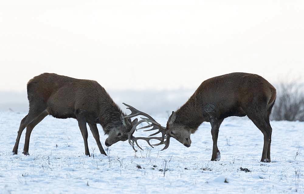 Red deer (Cervus elaphus) stag play fighting in the snow, England