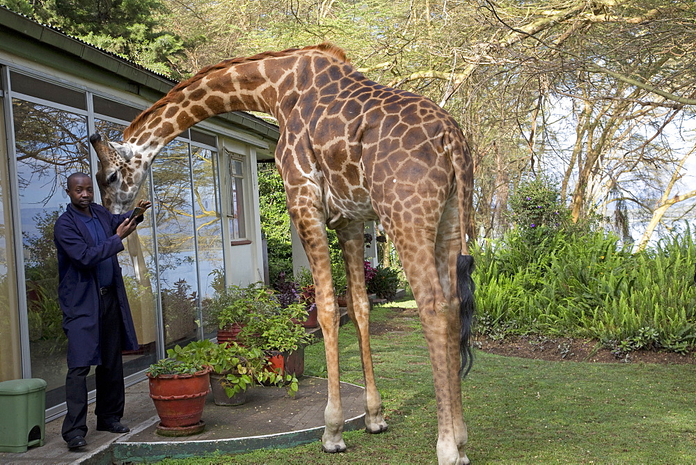 Elsamere staff member poses with Eric a person-friendly giraffe at Elsamere Naivasha Kenya