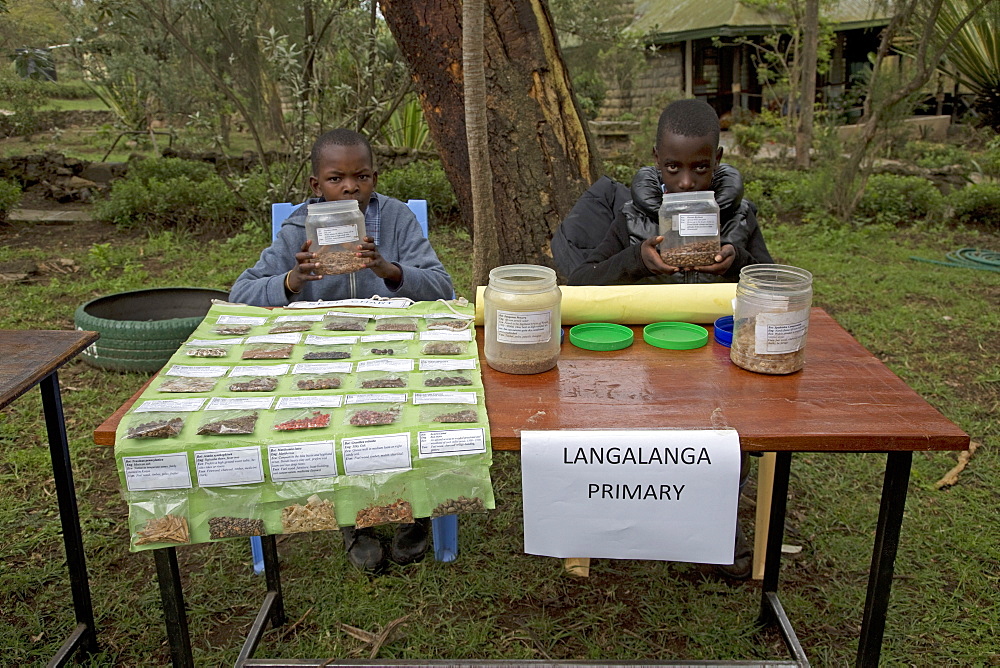 Seed collection native African trees for planting Langa Langa School, Kenya