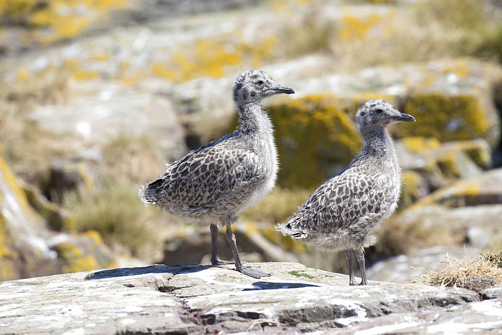 Lesser black-backed gull (Larus fuscus) young chicks, Farne Islands, Northumberland, UK