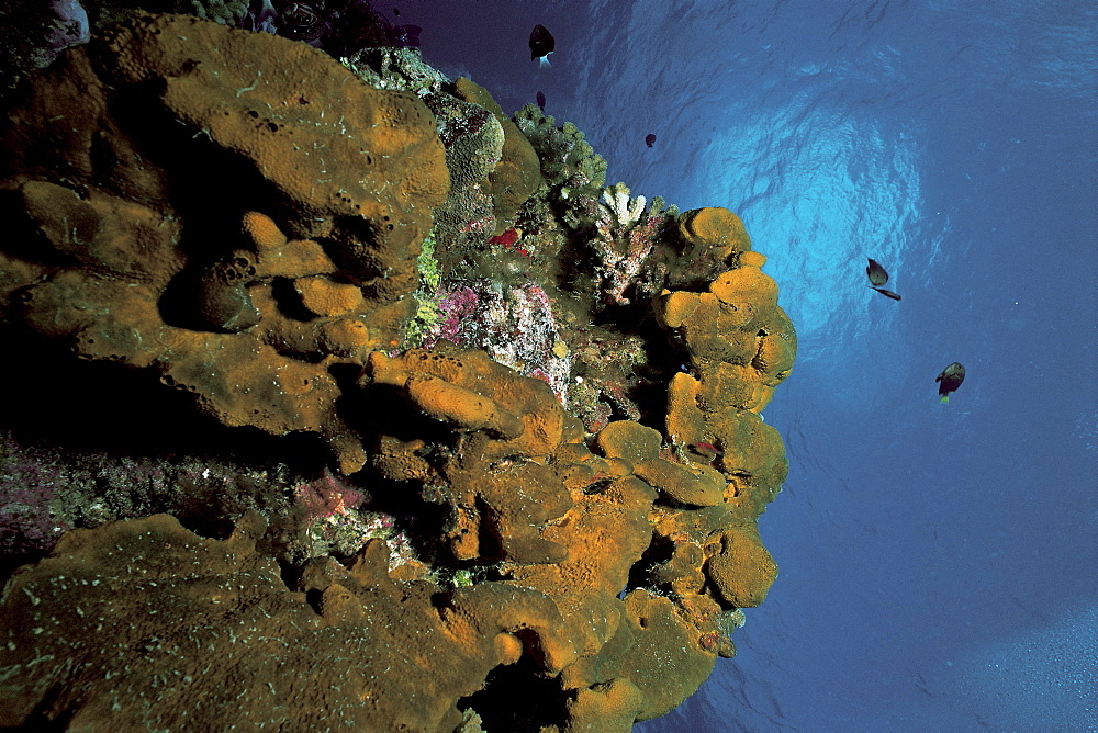 Dactylospongia metachromia, Rangiroa, French Polynesia