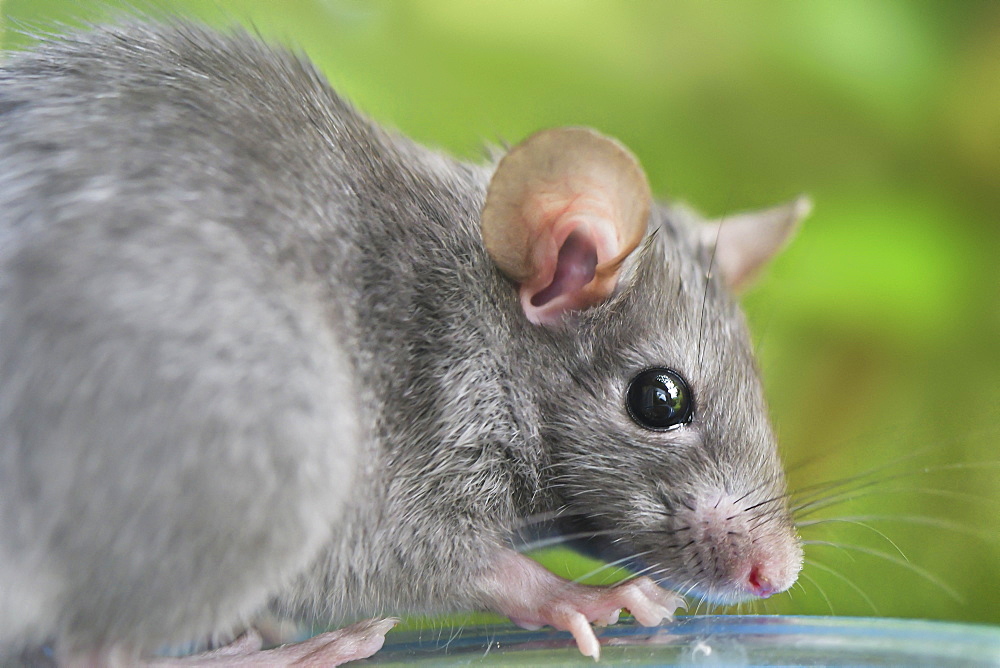 Young black rat (Rattus rattus) on bird feeder near a rural house, Auvergne, France. Other French name: Rat des greniers or Rat des champs