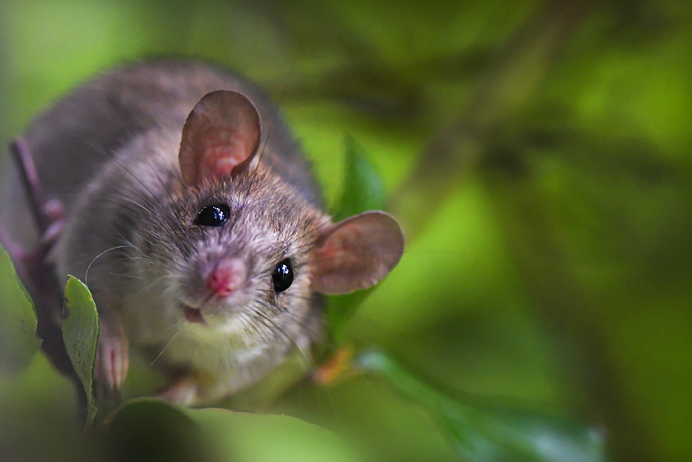 Young Black Rat (Rattus rattus) climbed in a viburnum near a rural house, Auvergne, France.