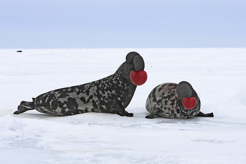 Hooded Seal (Cystophora cristata), fighting males. Canada