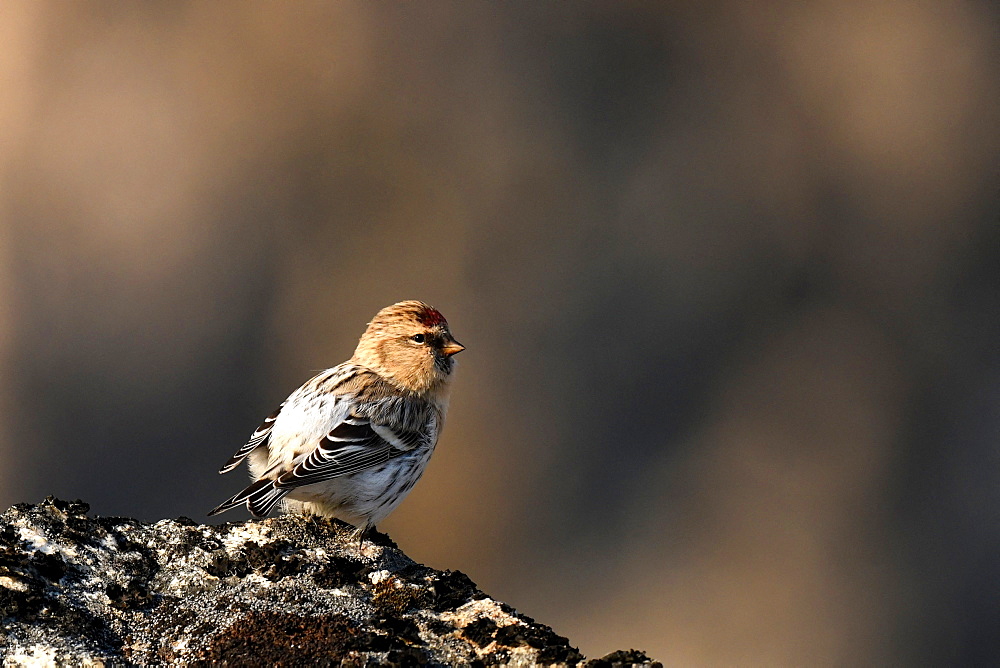 Common Redpoll (Acanthis flammea) on rock, GreenlandIt is one of the four sparrows that makes the great migration and thus crosses the Greenland Sea to nest in the recessed places of Greenland.