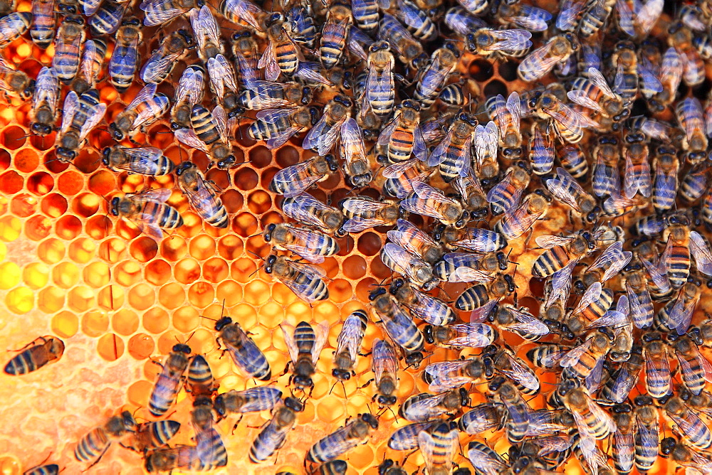 Honey bees (Apis mellifera) on pollen cells