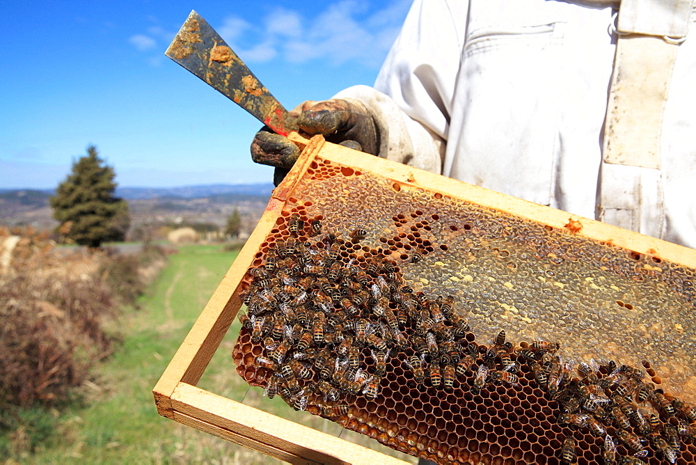 Honey bees on a hive frame