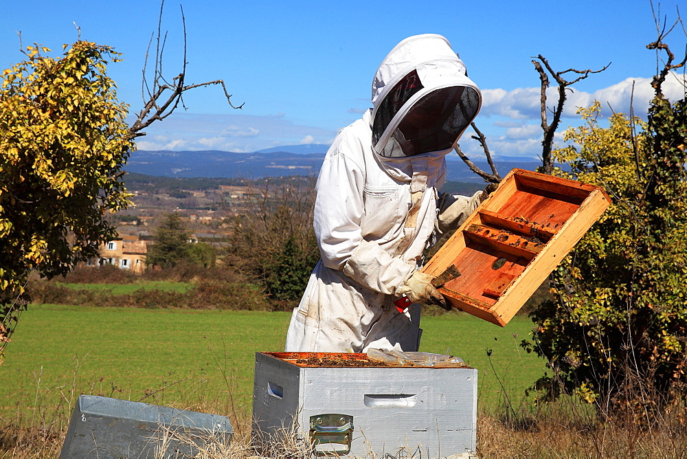 Beekeeper inspecting hives during honey production