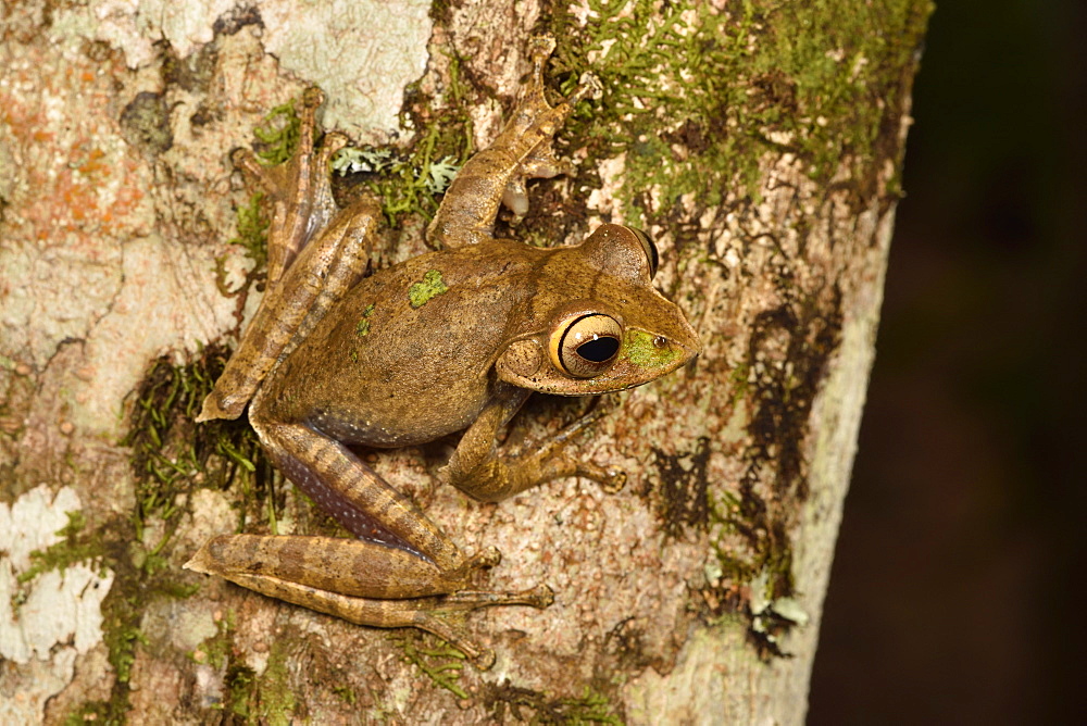 Madagascar Bright-eyed Frog (Boophis madagascariensis complex), Andasibe, Périnet, Région Alaotra-Mangoro, Madagascar