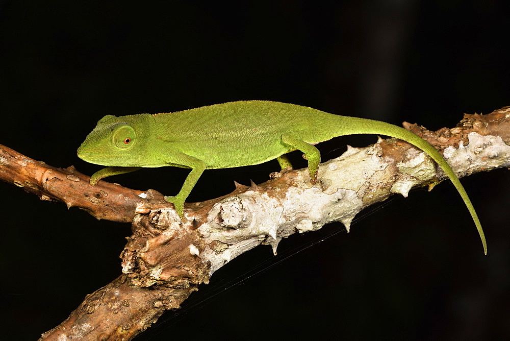 Perinet chameleon (Calumma gastrotaenia) female on a branch, Andasibe, Périnet, Région Alaotra-Mangoro, Madagascar