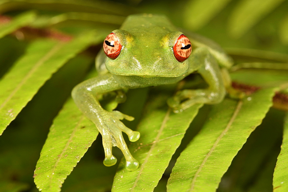 White Lipped frog (Boophis luteus), Andasibe, Périnet, Région Alaotra-Mangoro, Madagascar