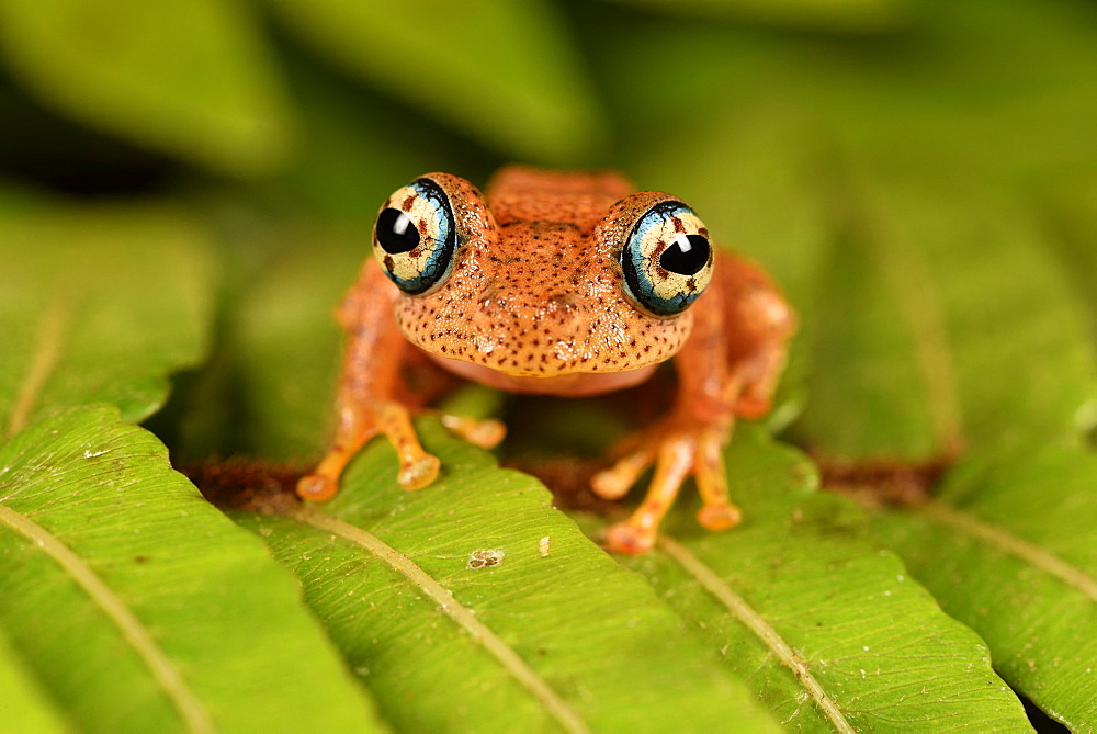 Fiery Bright-eyed Frog (Boophis pyrrhus) on a leaf, Andasibe, Périnet, Région Alaotra-Mangoro, Madagascar