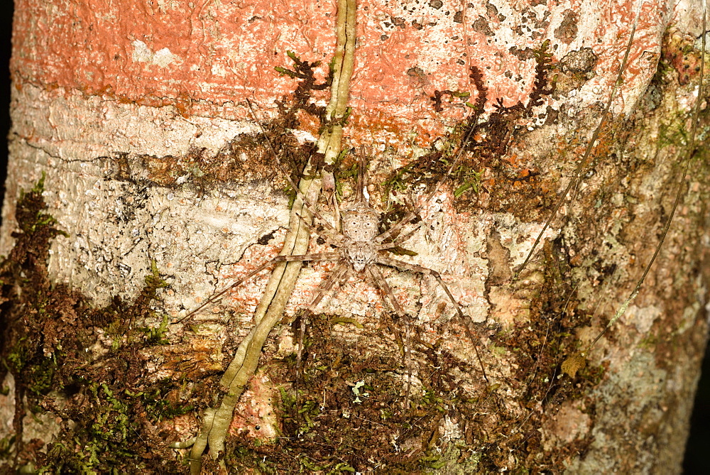 Two-tailed spider (Hersilia sp) on bark, Andasibe, Périnet, Région Alaotra-Mangoro, Madagascar