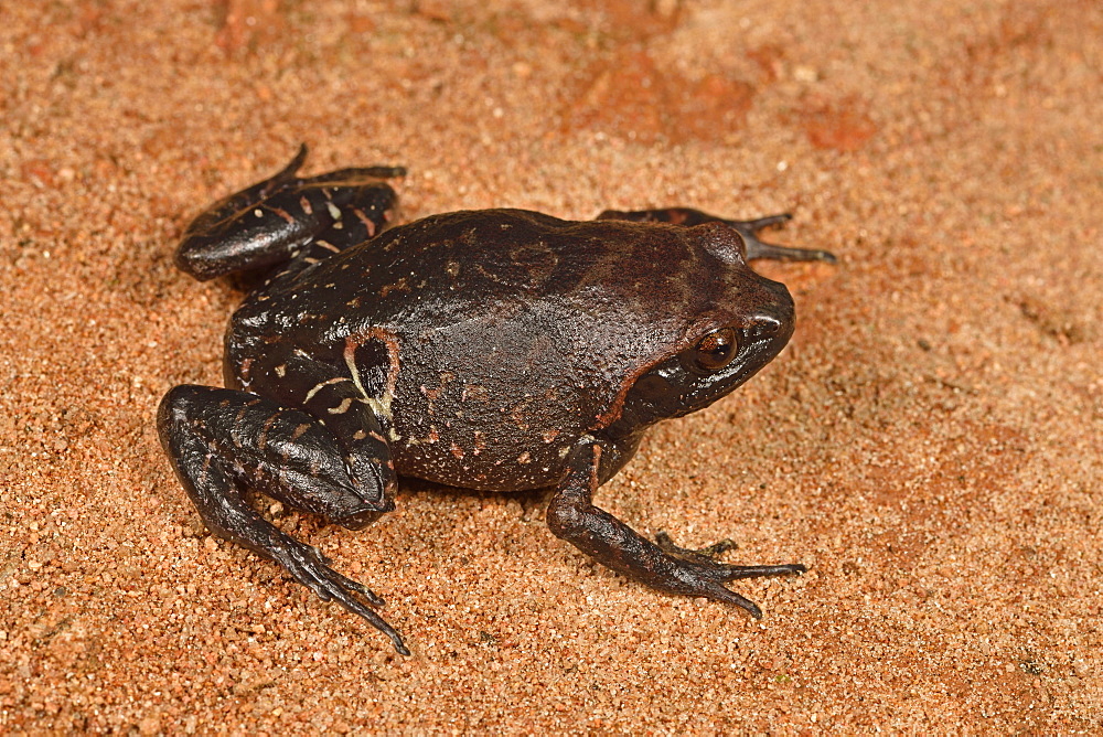 Ocellated Digging Frog (Plethodontohyla ocellata), Andasibe, Périnet, Région Alaotra-Mangoro, Madagascar