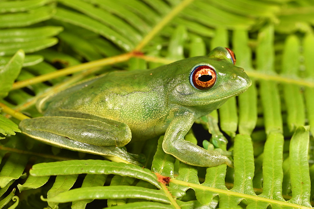 White Lipped frog (Boophis luteus), Andasibe, Périnet, Région Alaotra-Mangoro, Madagascar