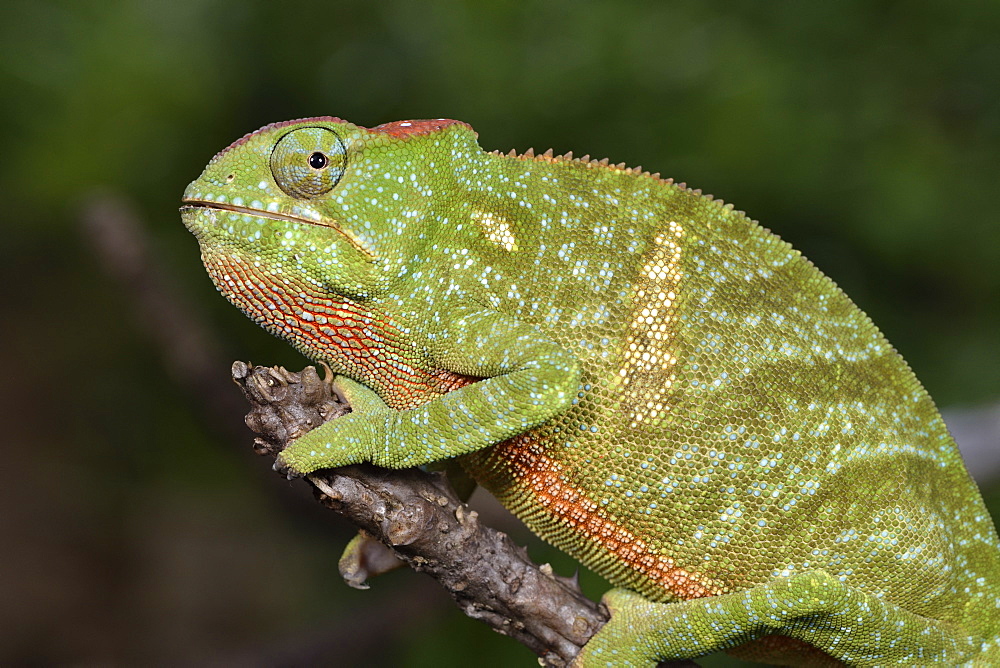 Two-horned chameleon (Furcifer bifidus) female, Andasibe, Périnet, Région Alaotra-Mangoro, Madagascar