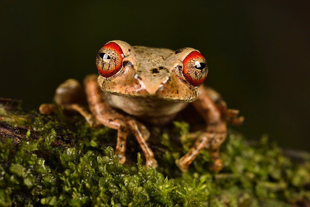 Malagasy tree frog (Boophis rufioculis), Andasibe, Périnet, Région Alaotra-Mangoro, Madagascar