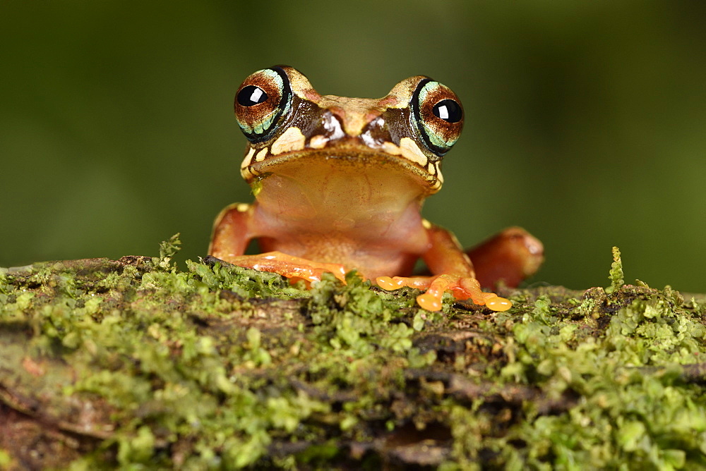 Blue ringed tree frog (Boophis picturatus), Andasibe, Périnet, Région Alaotra-Mangoro, Madagascar