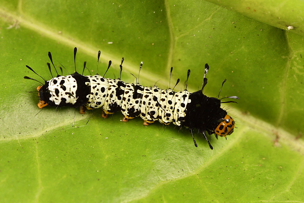 Madagascan sunset moth (Chrysiridia rhipheus) caterpillar, Andasibe, Périnet, Région Alaotra-Mangoro, Madagascar