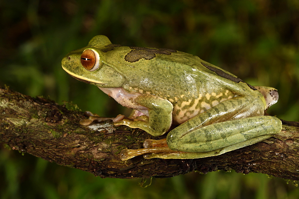 Dagger treefrog (Boophis albilabris) on a branch, Andasibe, Périnet, Région Alaotra-Mangoro, Madagascar