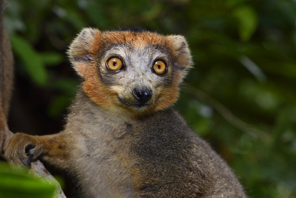 Crowned lemur (Eulemur coronatus) male in the forest, Pangalanes Canal, Ampitabe Lake, Atsinanana Region, Madagascar