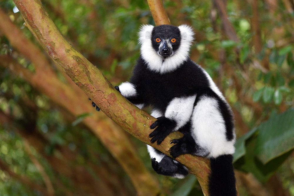 Ruffed lemur (Varecia variegata) in the forest, Pangalanes Canal, Ampitabe Lake, Atsinanana Region, Madagascar